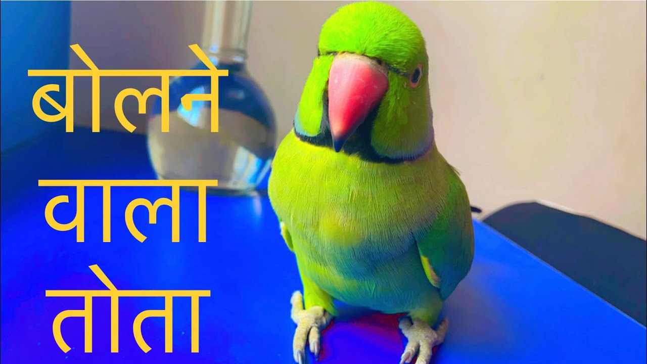 Indian ring neck talking parrot