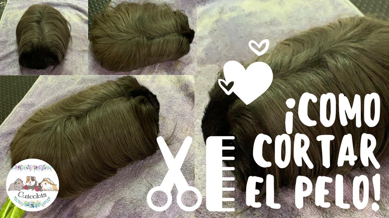 TÉCNICA DE CORTE DE PELO A TIJERA/COBAYAS🐹