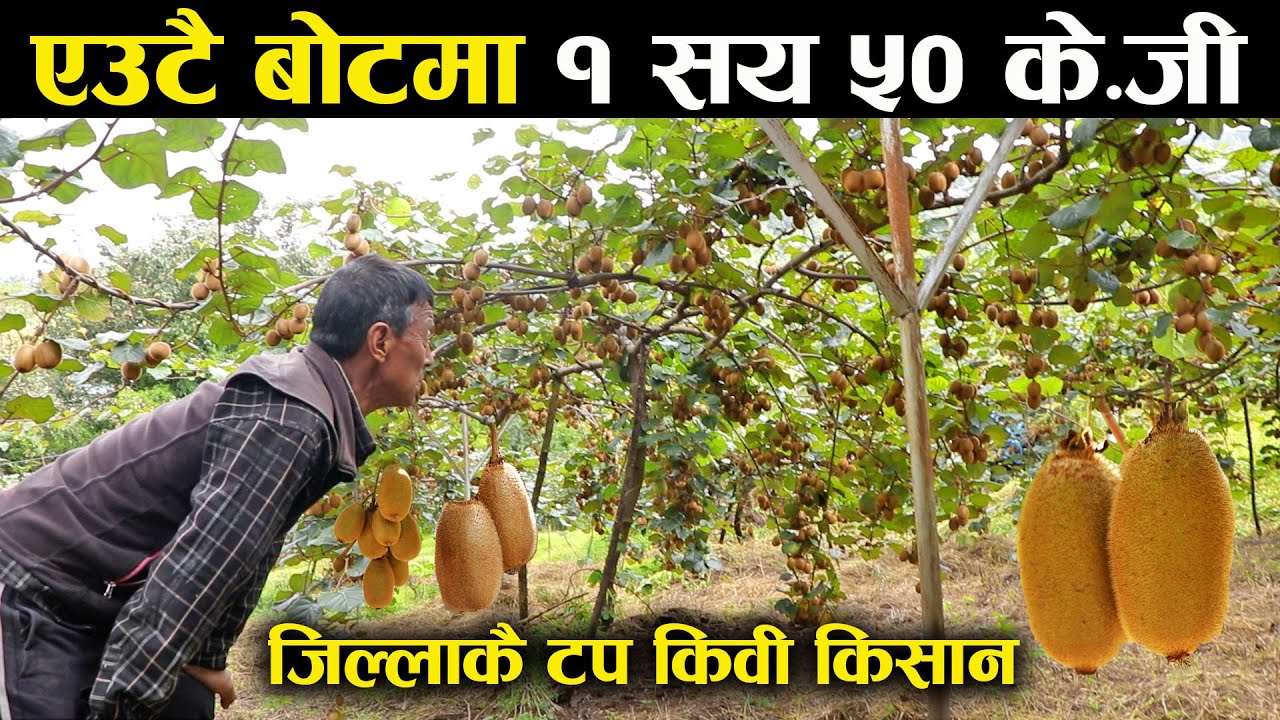 एउटै बोटमा १ सय ५० के.जी किवी फल्यो,वार्षिक आम्दानी ९ लाख - Kiwi farming in the village
