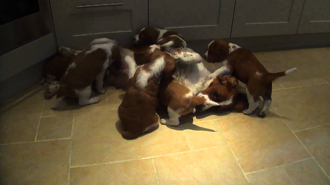 Welshies  - Mother and Puppies