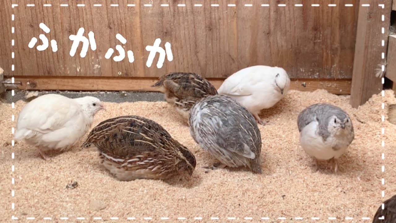 【うずら】ふかふかになった床に大喜びするウズラたちが可愛い…！！