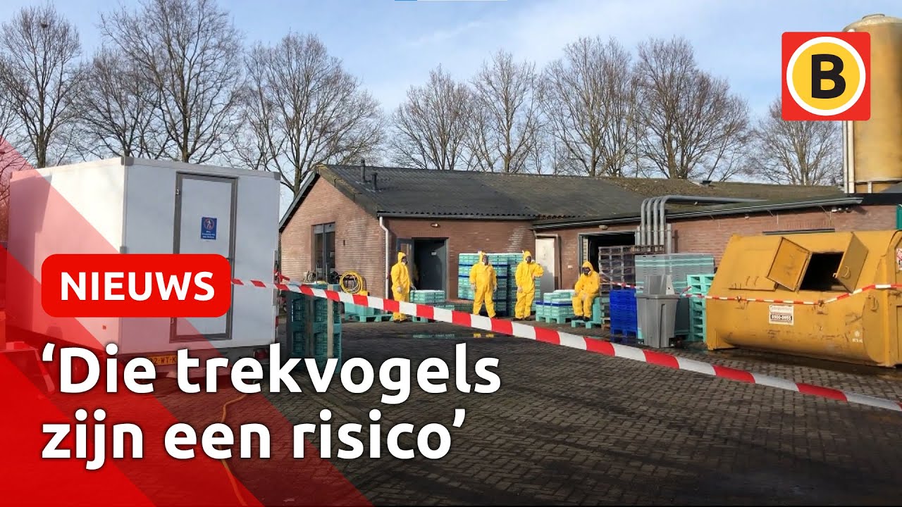 Vogelgriep bij pluimveebedrijf Sint-Oedenrode, drie bedrijven geruimd | Omroep Brabant