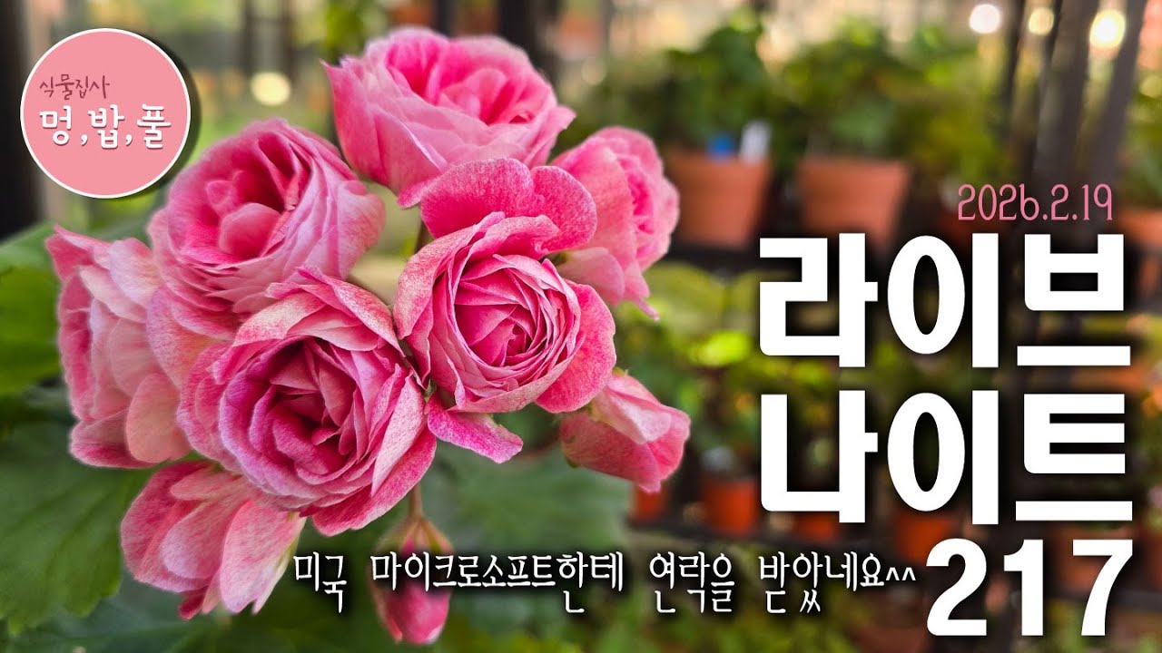 멍밥풀,라이브 나이트217.미국 마이크로 소프트로 부터 연락을 받았네요^^
