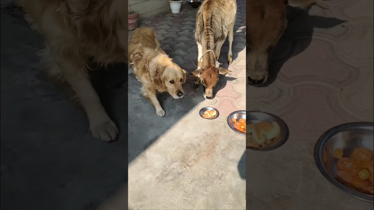 Wait for it... the ultimate treat thief! 😂 