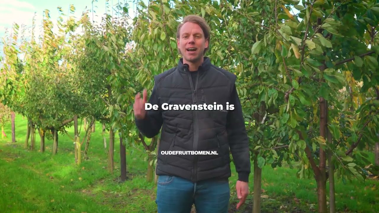 Gravenstein Appelboom - Alles over Smaak, Oogst & Bestuiving 🍎