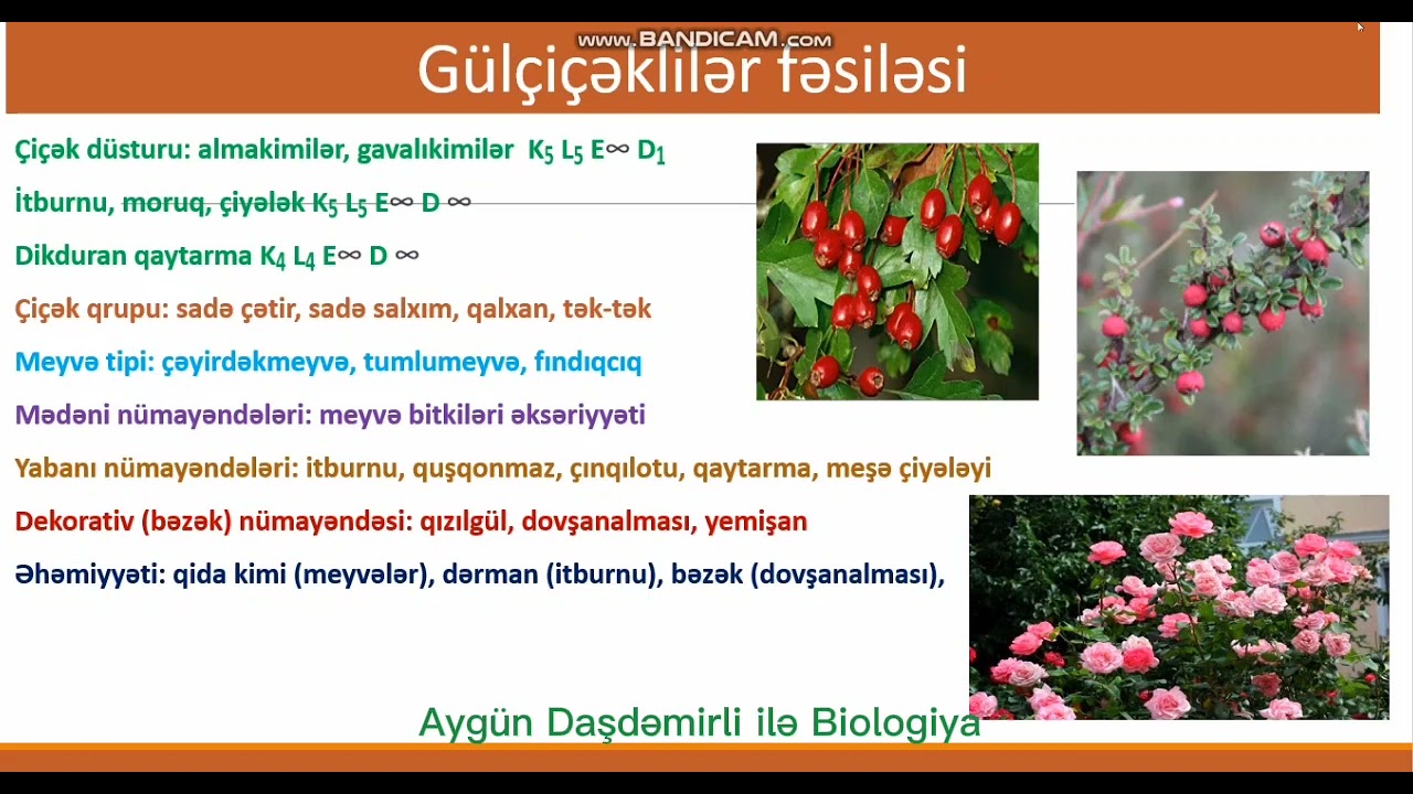 Fəsilələr-İkiləpəlilər və Birləpəlilər sinfi