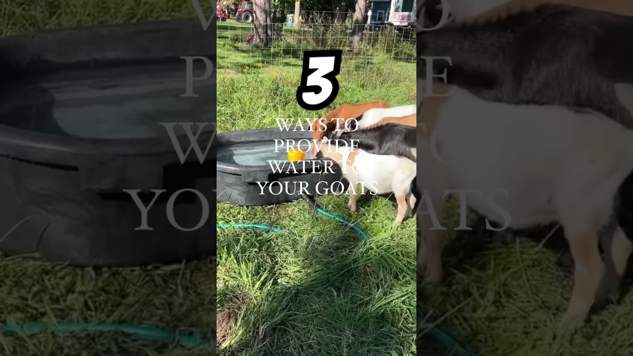 3 ways to provide water 💧 to your goats while grazing