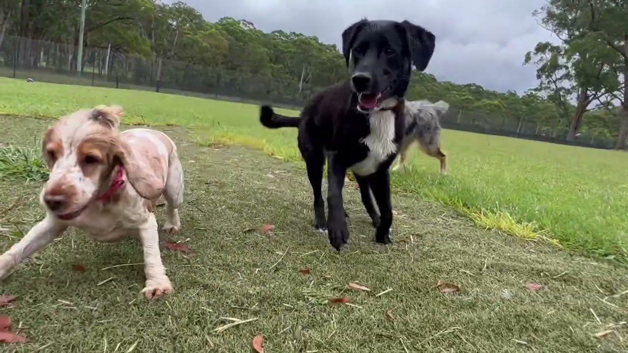 Happy Tuesday everyone, overcast & rain 🌧️ today doggies are going to love it ❤️