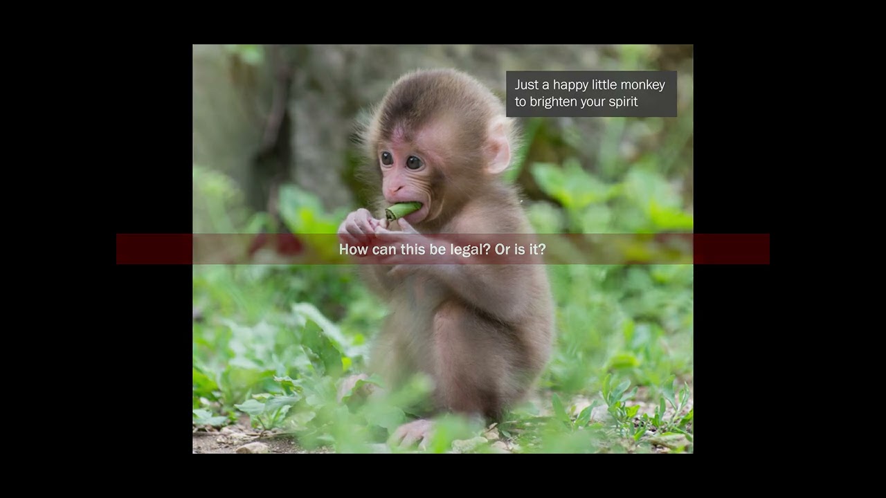 The Legality of Baby Monkey Abuse Videos