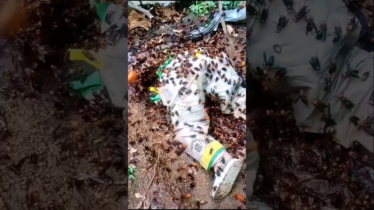 Petani Sarang Tawon: Ketika Baju Pelindung Menjadi Tameng Penyelamat!