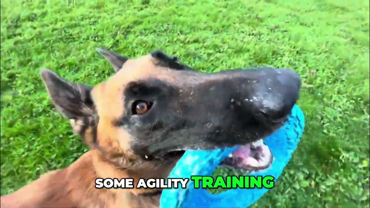 Dog Training: Watch This Pup Ace Agility and Tricks! 