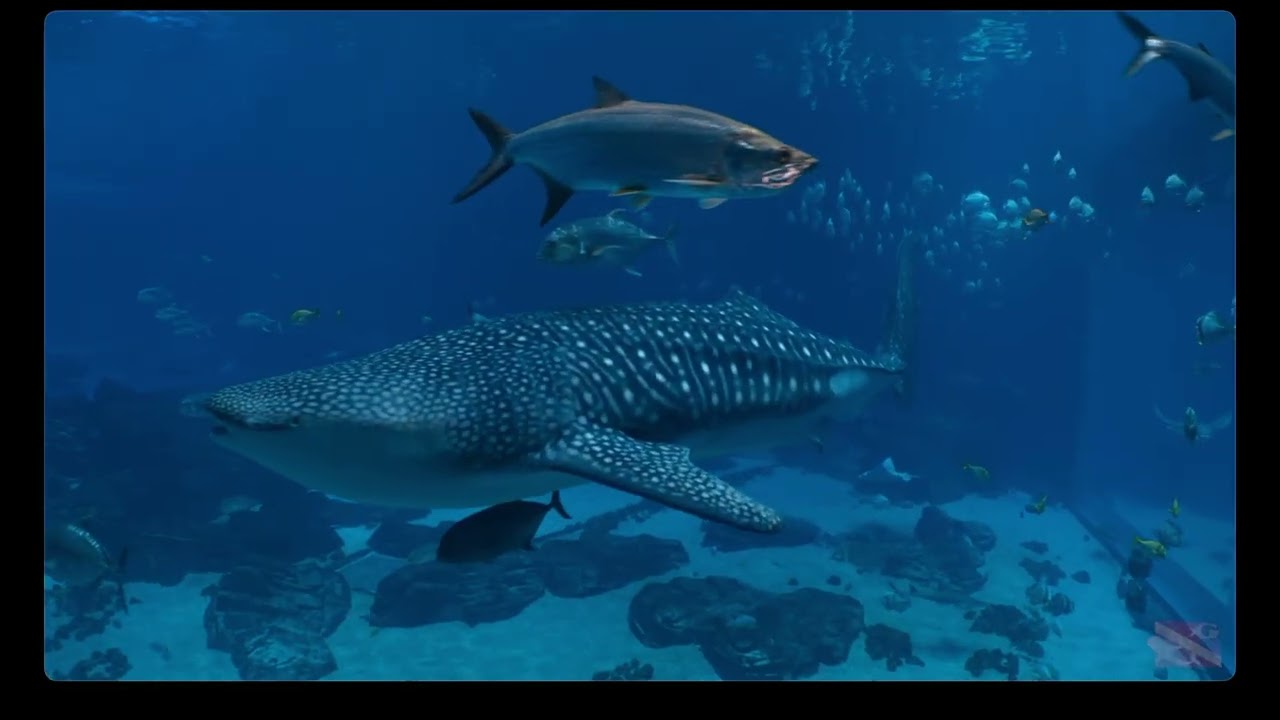 georgia aquarium final