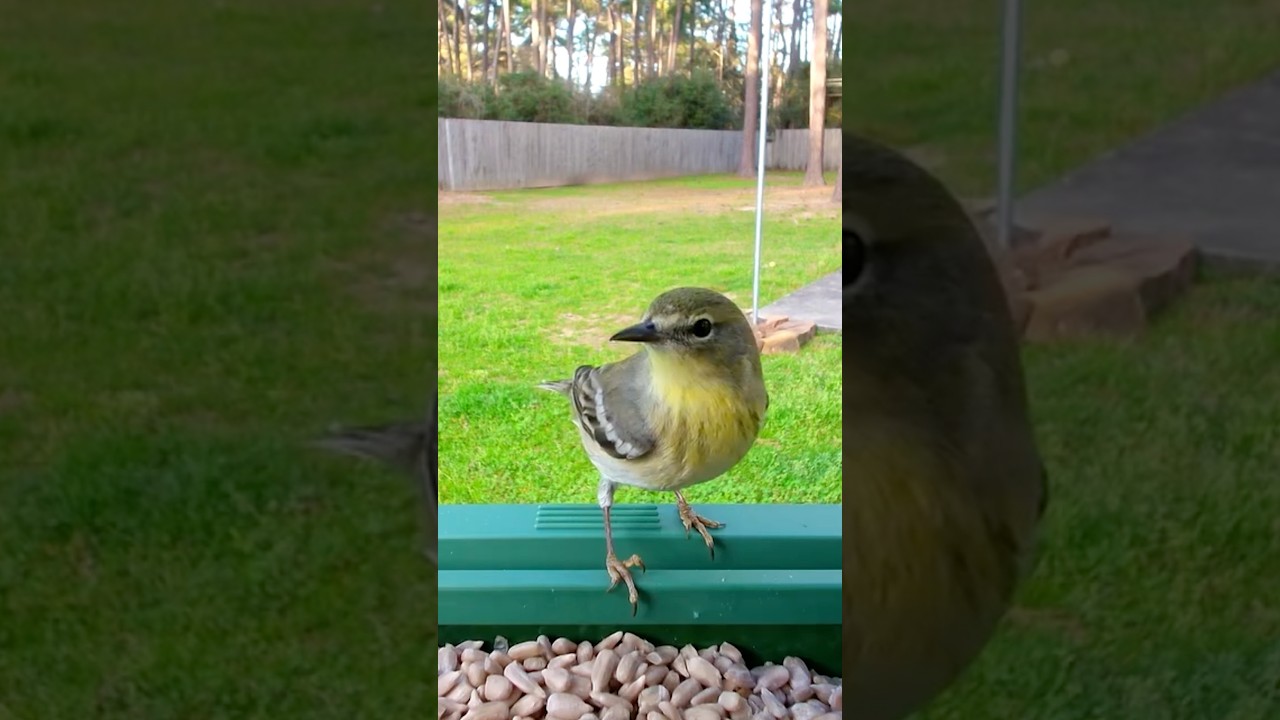 Pine Warbler at the Feeder | 4K ChirpCam Wildlife #birdswatching #birdcam #birdwatch #birdchirping