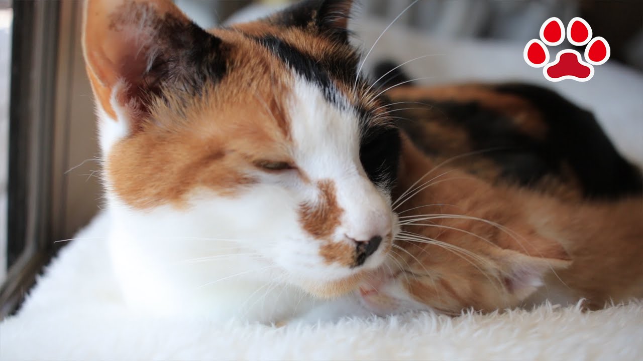 Котенок. Это было разрешено. Сон с бязь cat.-Maya-