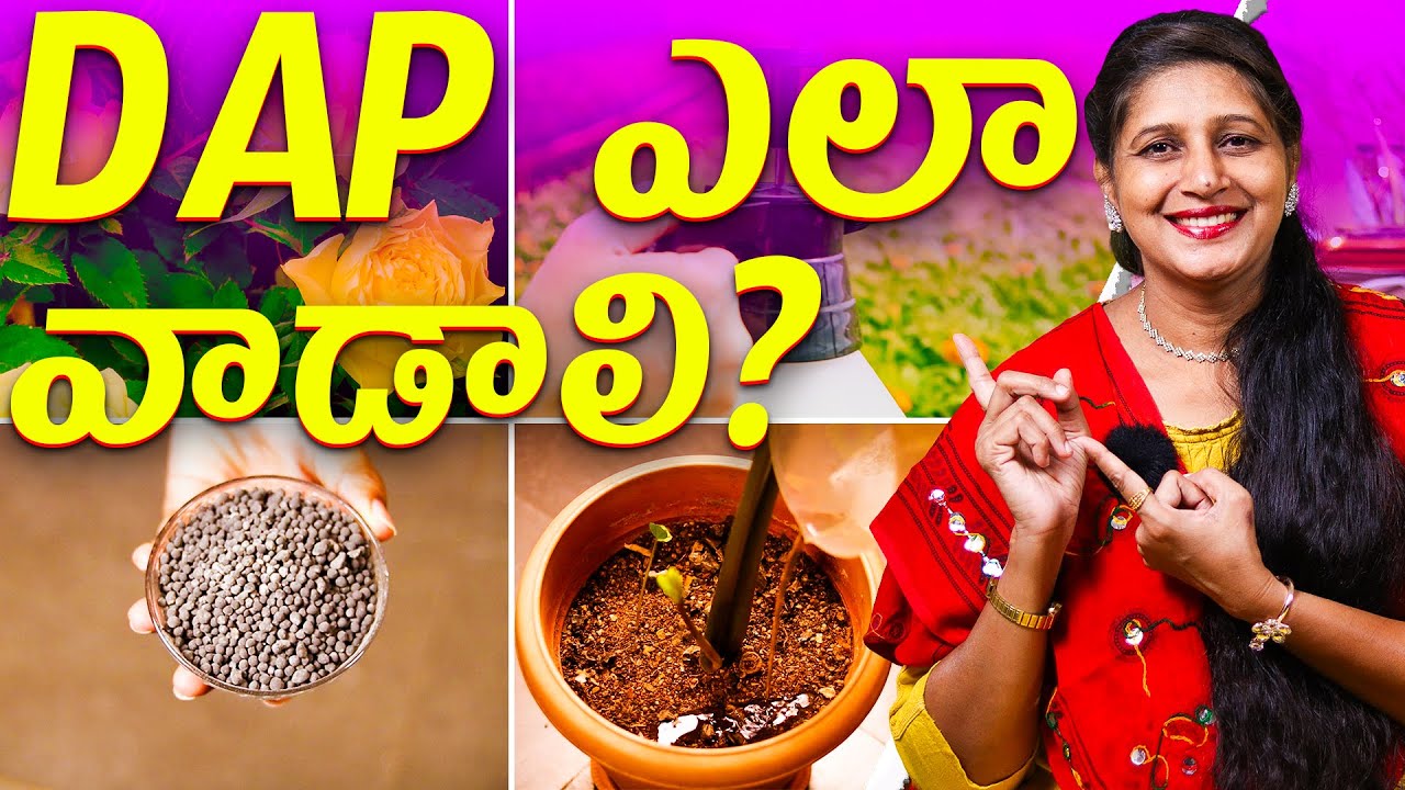 🔴 How to Use DAP Fertilizer in Gardening 🌱 | Complete DAP Guide for Plants | When & How to Apply DAP
