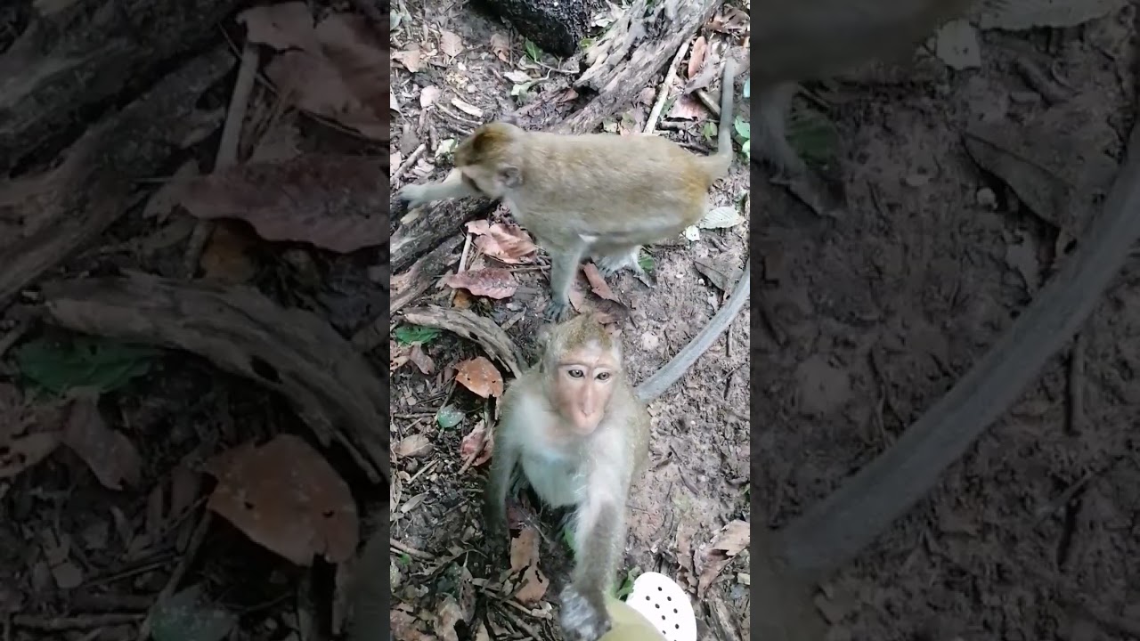 Monkey need food #monkey #sorts #family #love #funny