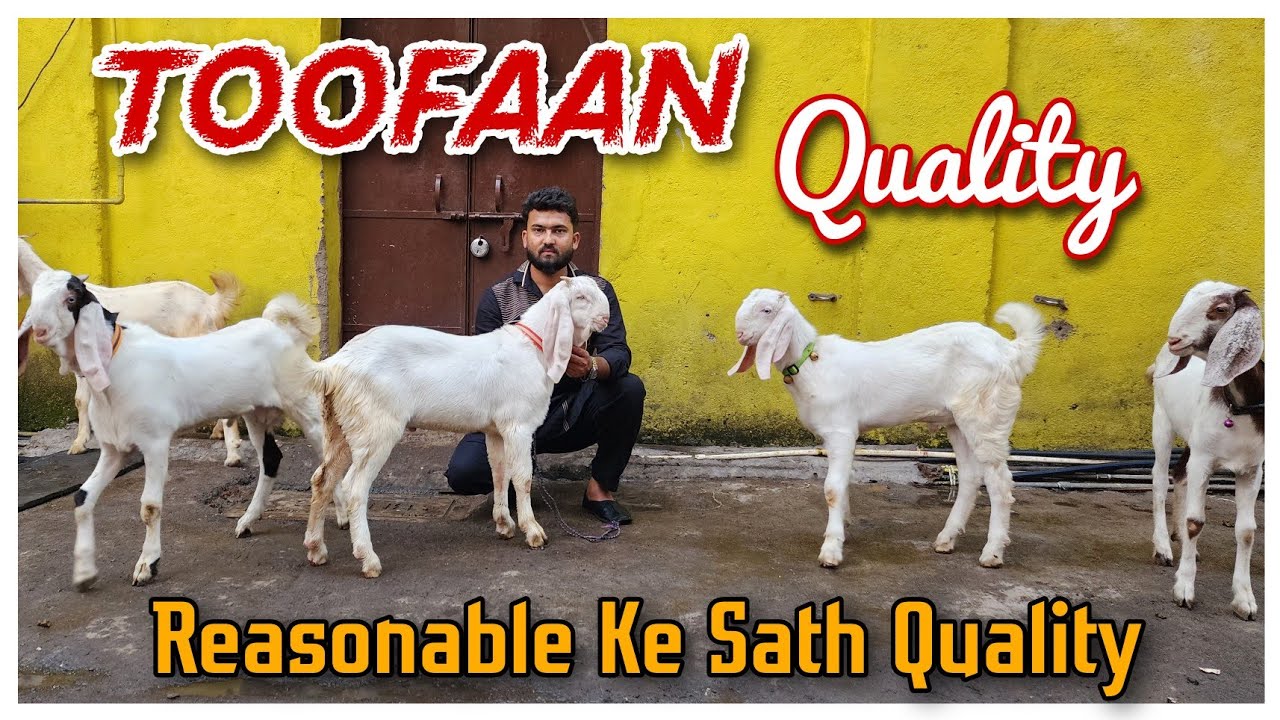 Reasonable Price Ke Sath Patira Goat Bhiwandi | Patira Bakra Bakri Bacche |@Rizwankranti