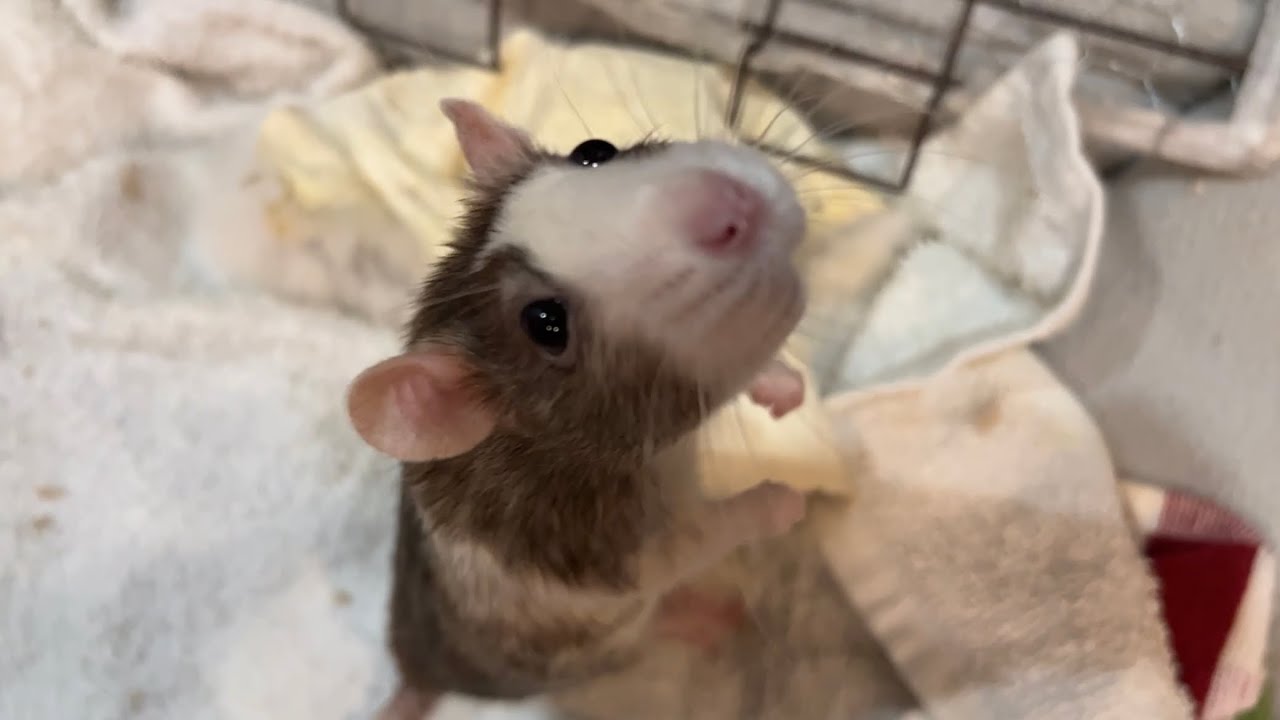 Rats being Rats doing Rat thangs