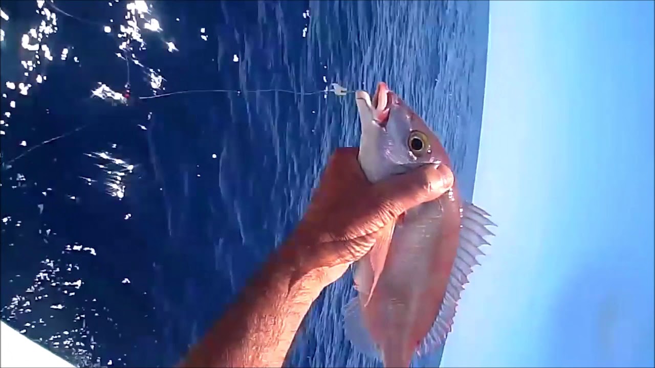 Dip oltası ile Mercan Avı. Su altı görüntü.