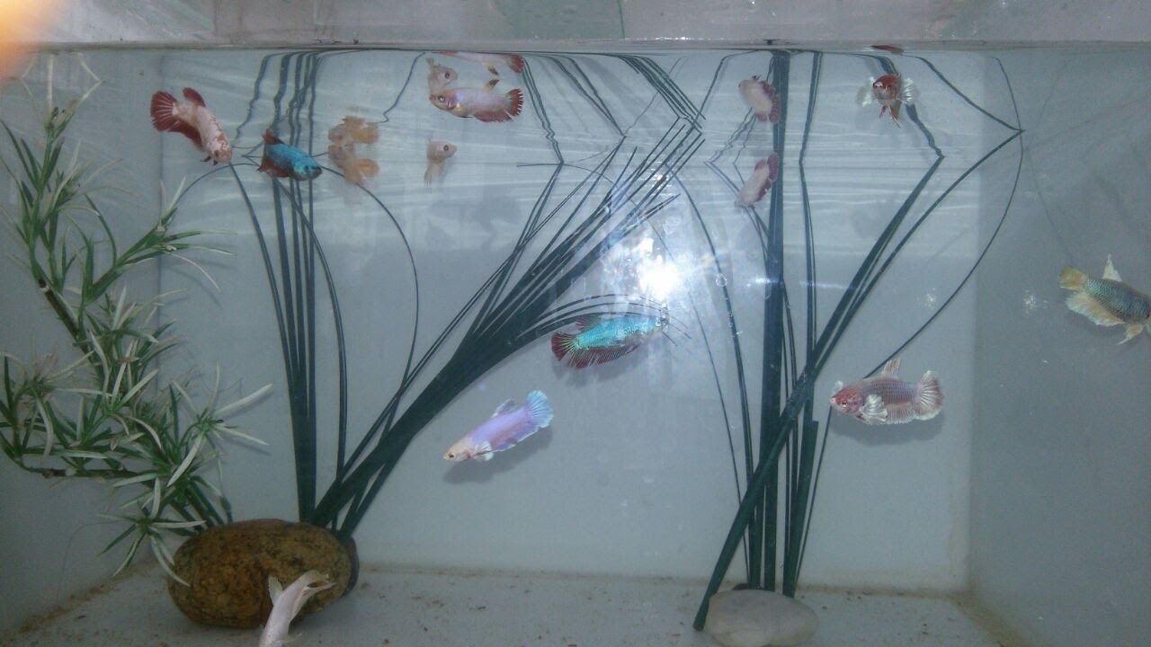 ALIMENTANDO BETTAS COM ARTEMIAS ADULTAS VIVAS