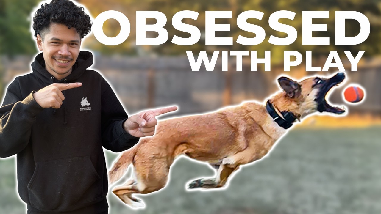 Your Dog Doesn't Play? How to UNLOCK It!