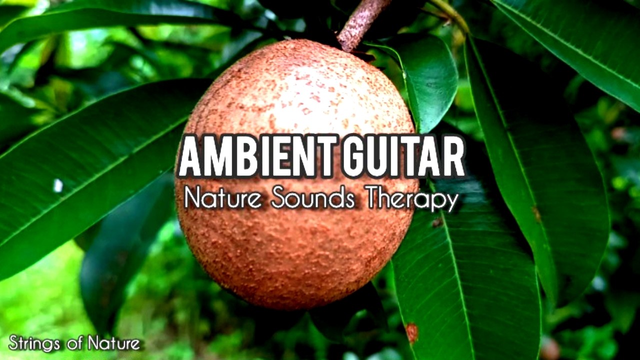 Calm Forest Ambient Guitar and Nature Sounds for Deep Relaxation