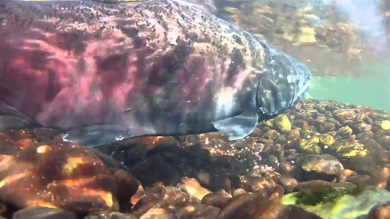 #Salmon