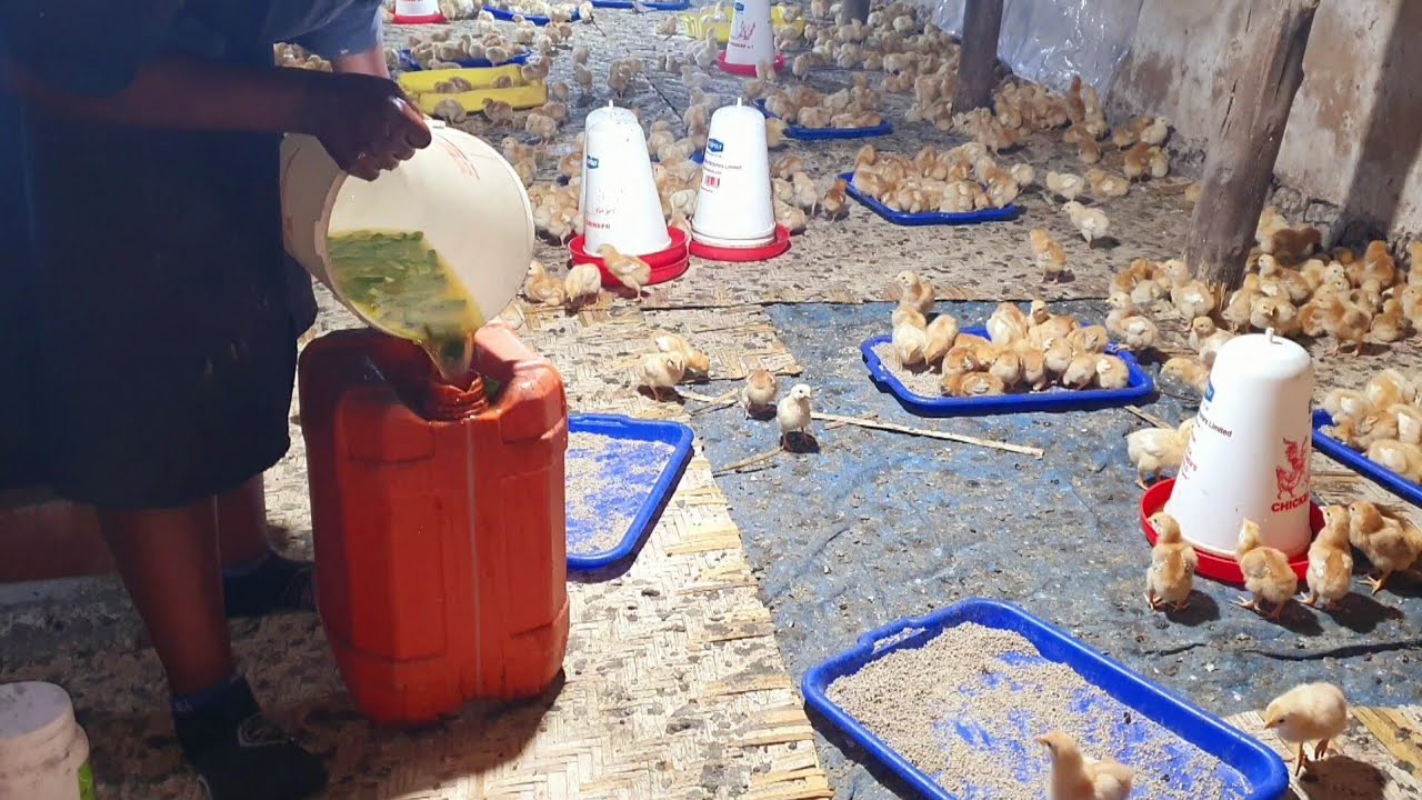 I use this recipe to make my chicks healthy & grow fast with zero mortality chicken farmingbusiness 