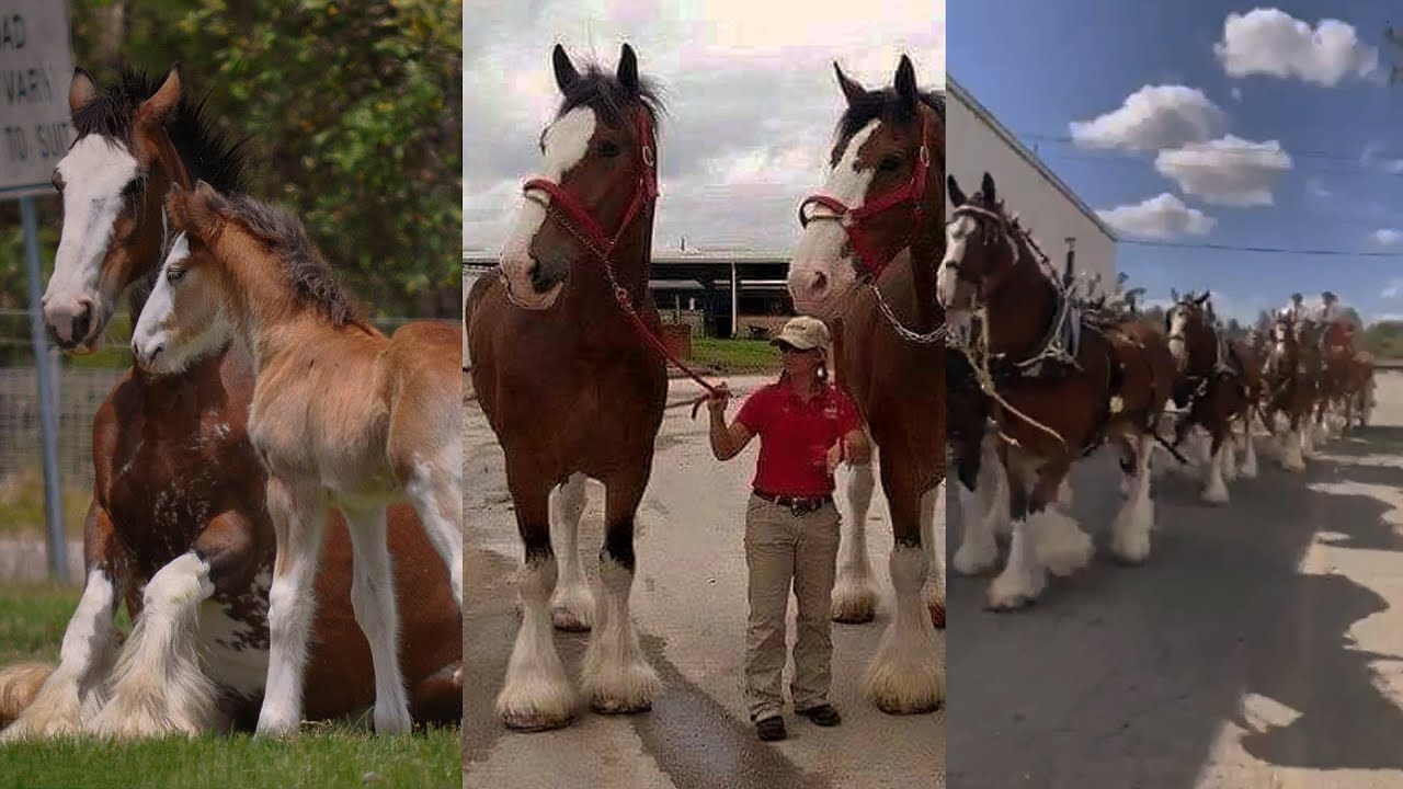 Beautiful  Clydesdale horses and foals