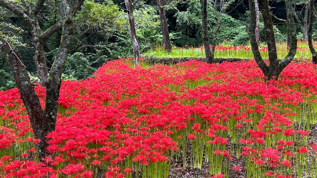 2024/09/17　窪野彼岸花群生地　その６　〜愛媛県松山市〜