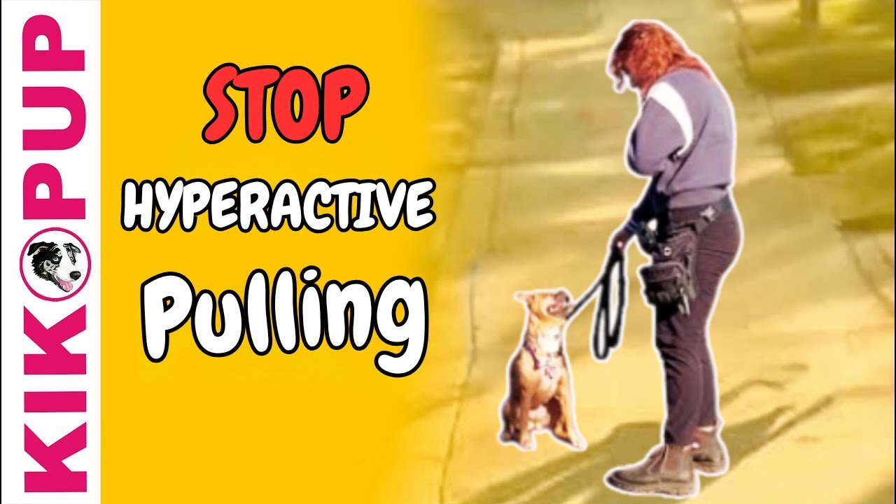 Structured Leash Walking SECRET! 🚦 Stop Hyperactive Pulling FOR GOOD
