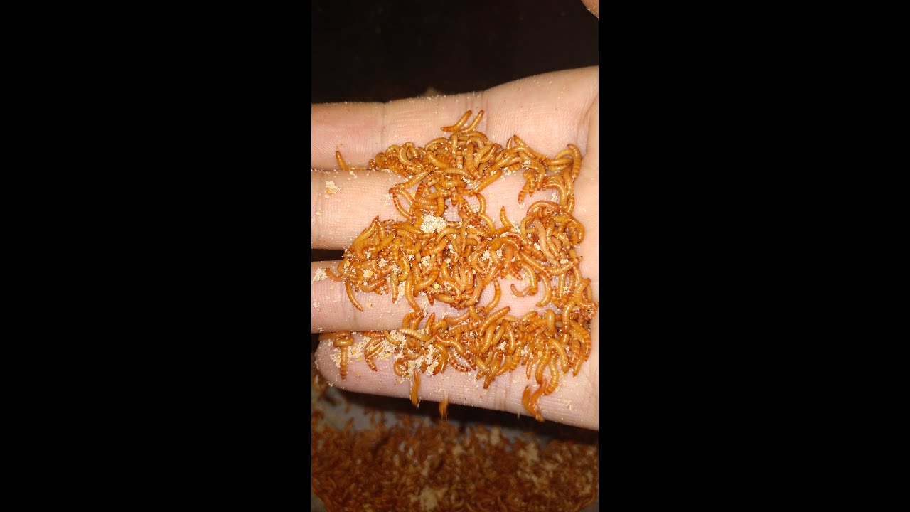 Buffalo Worms New Stock l UAE 🇦🇪