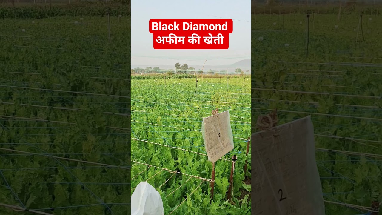 Black Diamond की खेती 