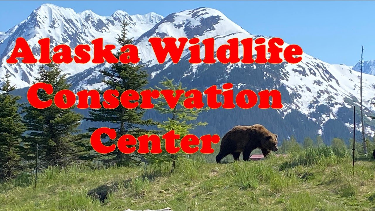 Exploration at the Alaska Wildlife Conservation Center in Girdwood, Alaska (Chugach National Forest)