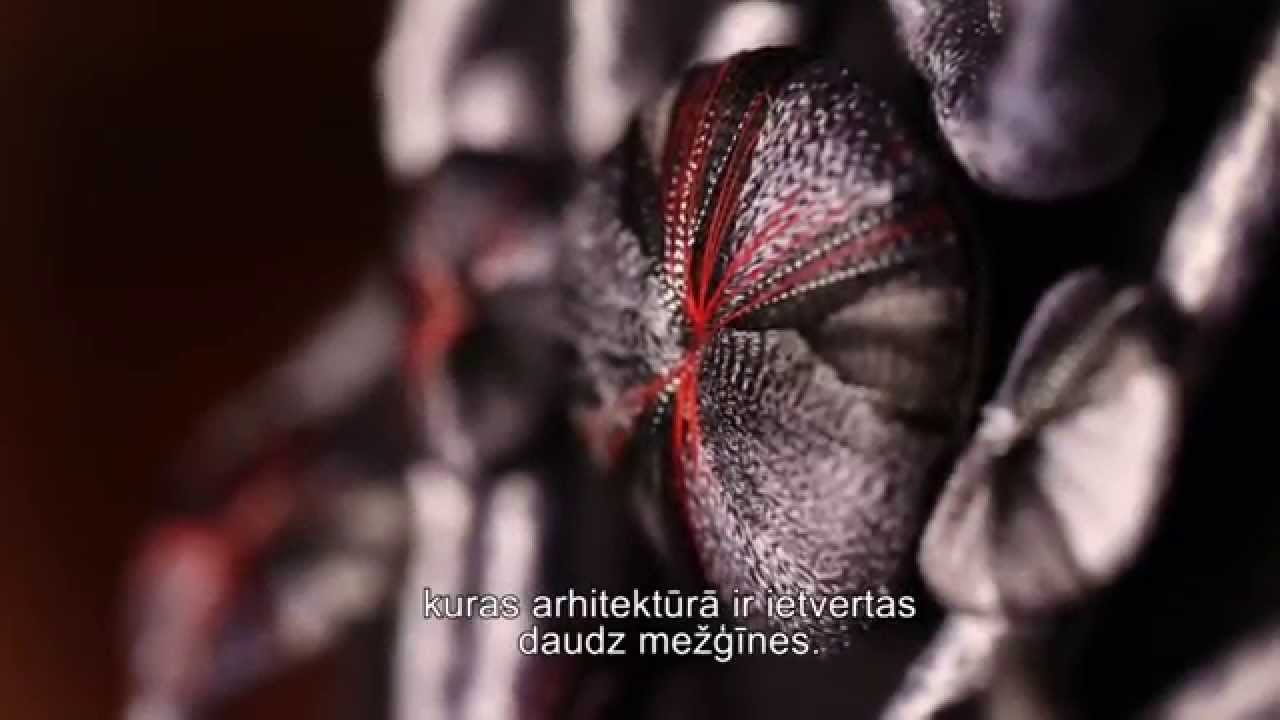 Neparastās mežģīnes