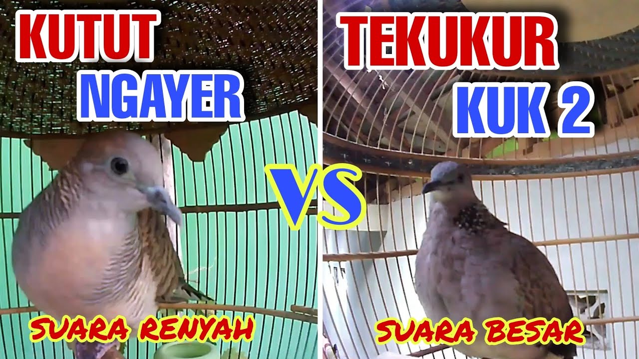 Perkutut Lokal Gacor Suara Renyah VS Derkuku Kuk 2 Suara Besar‼️