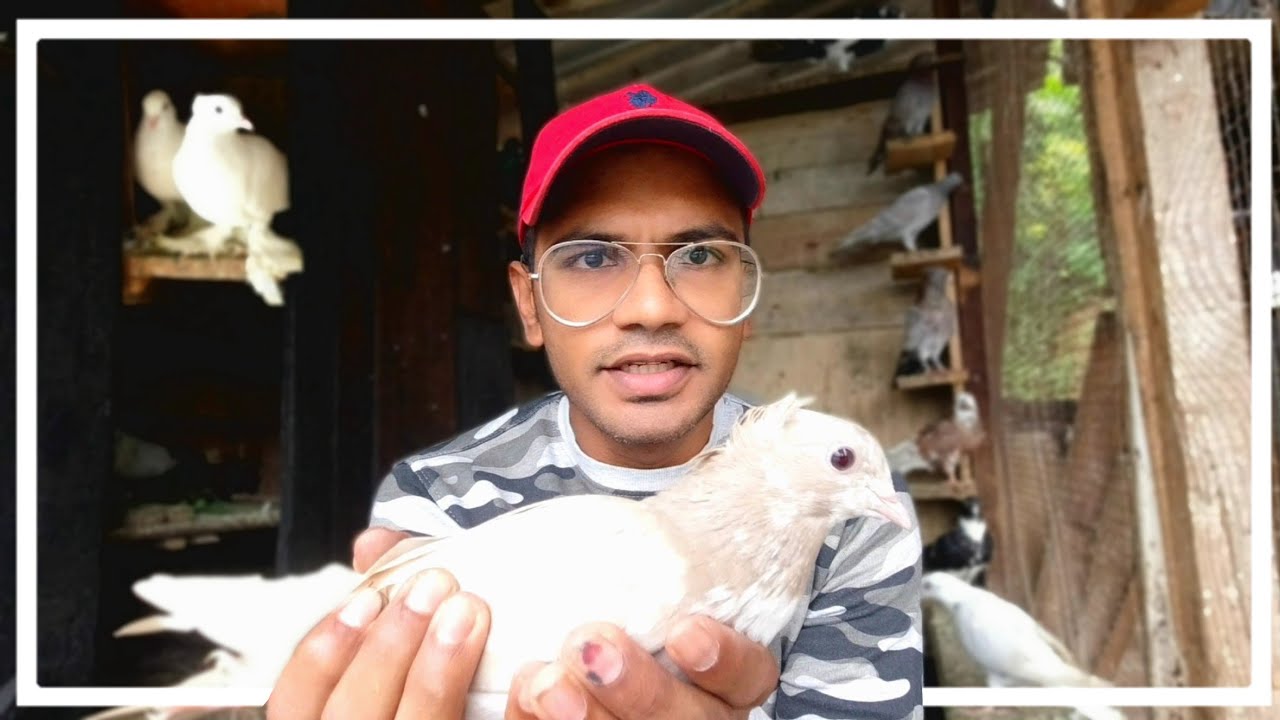 Loft Update December 2025 🇱🇰 🕊️ 