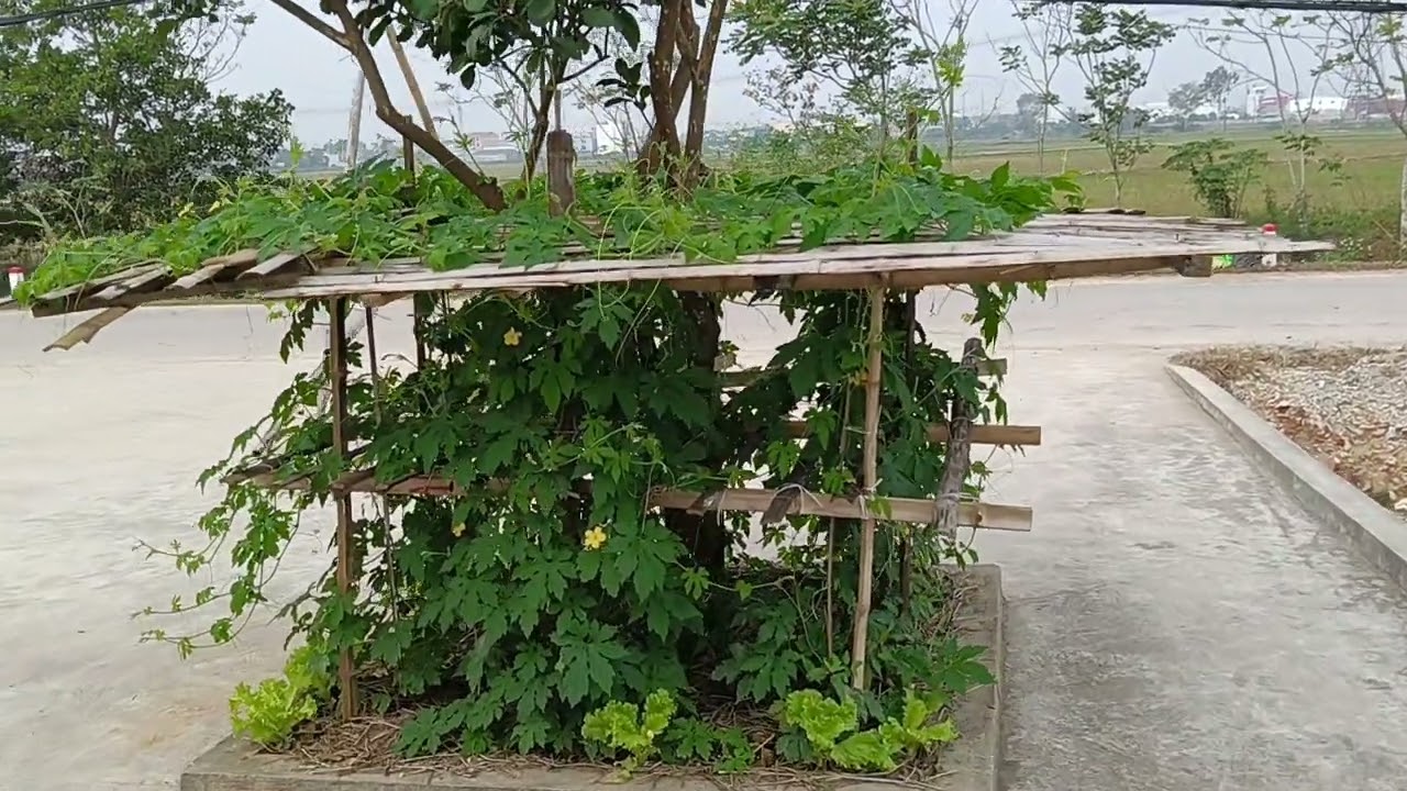 CÁCH CHĂM MƯỚP ĐẮNG TRỒNG TẠI SÂN NHÀ LUÔN TƯƠI TỐT!