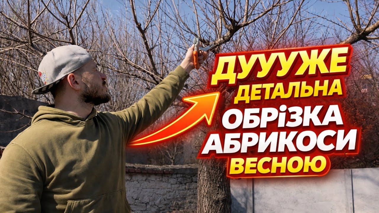 Детальна (покрокова) обрізка абрикоси.