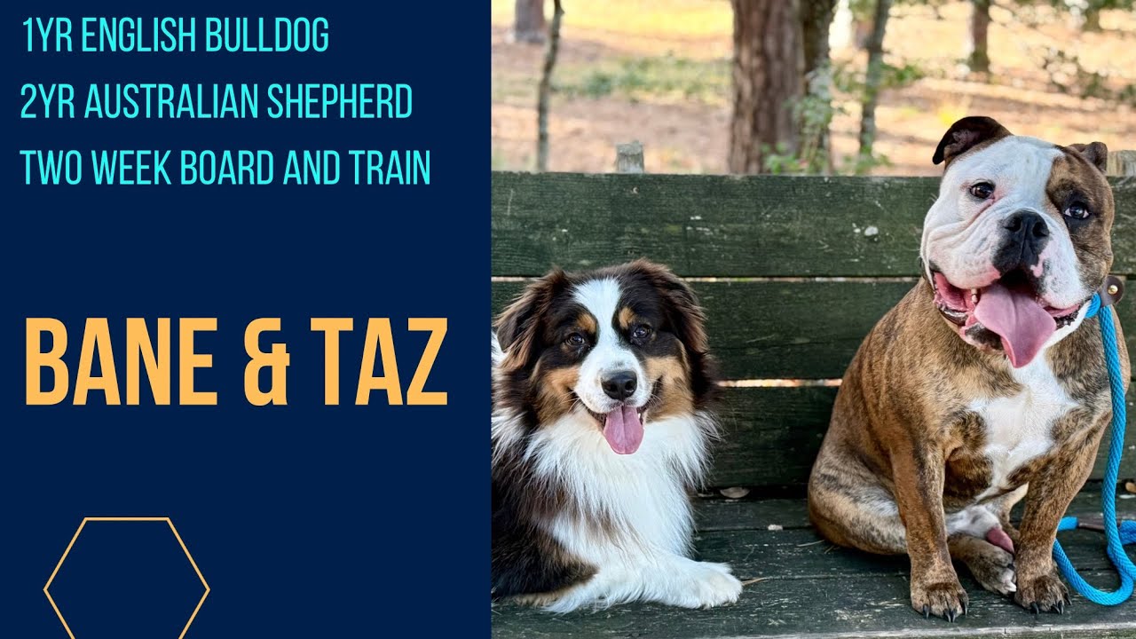1 yr English Bulldog & 2 yr Australian Shepherd | Off Leash K9 Training | Columbia SC