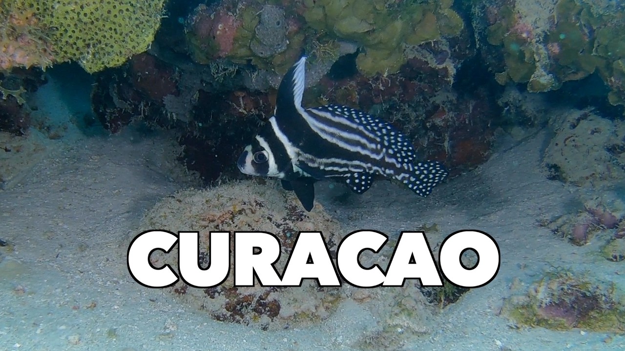 Dive Cura&ccedil;ao 2026