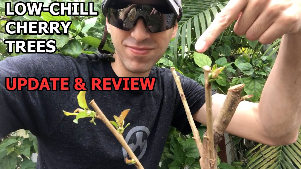 Low Chill Cherry Trees UPDATE & REVIEW 🍒