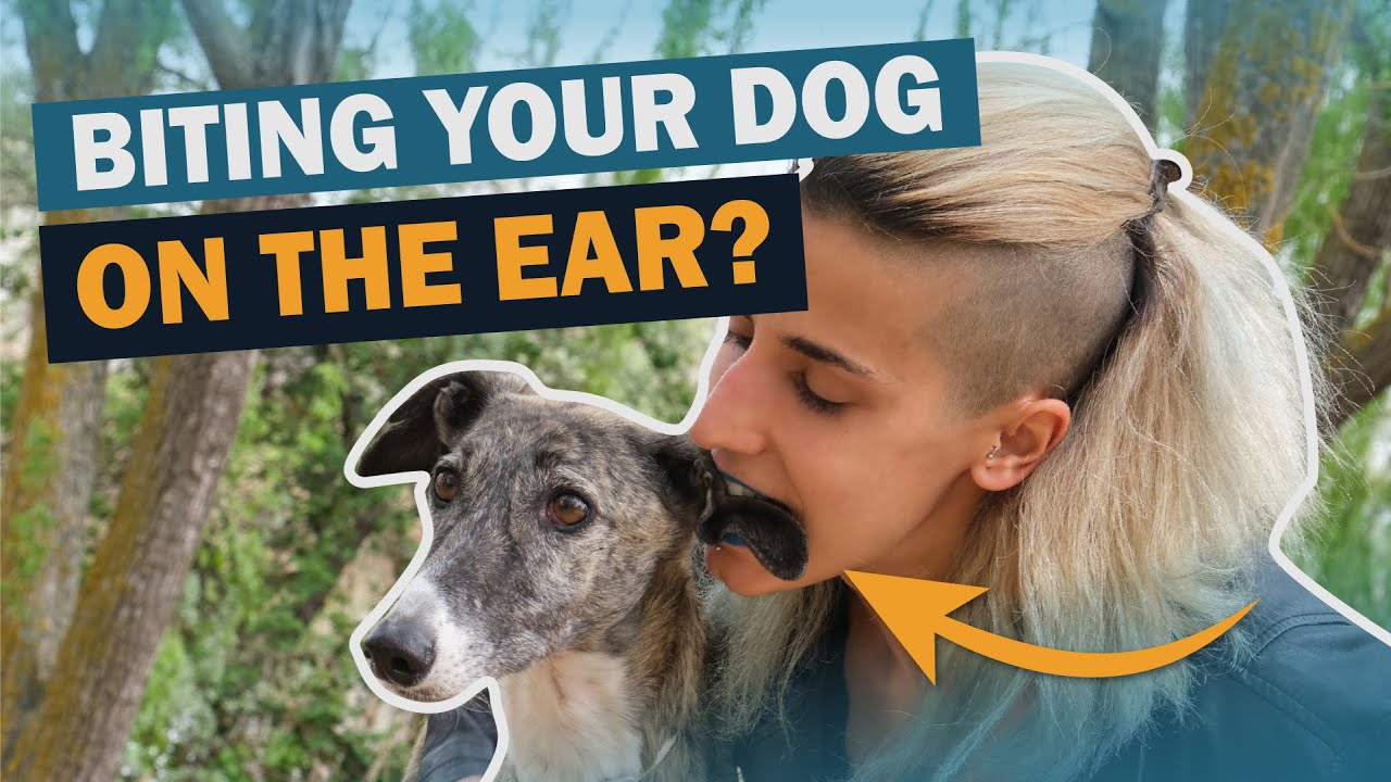 5 Common Dog Myths | Talkin' Dogs | CKC