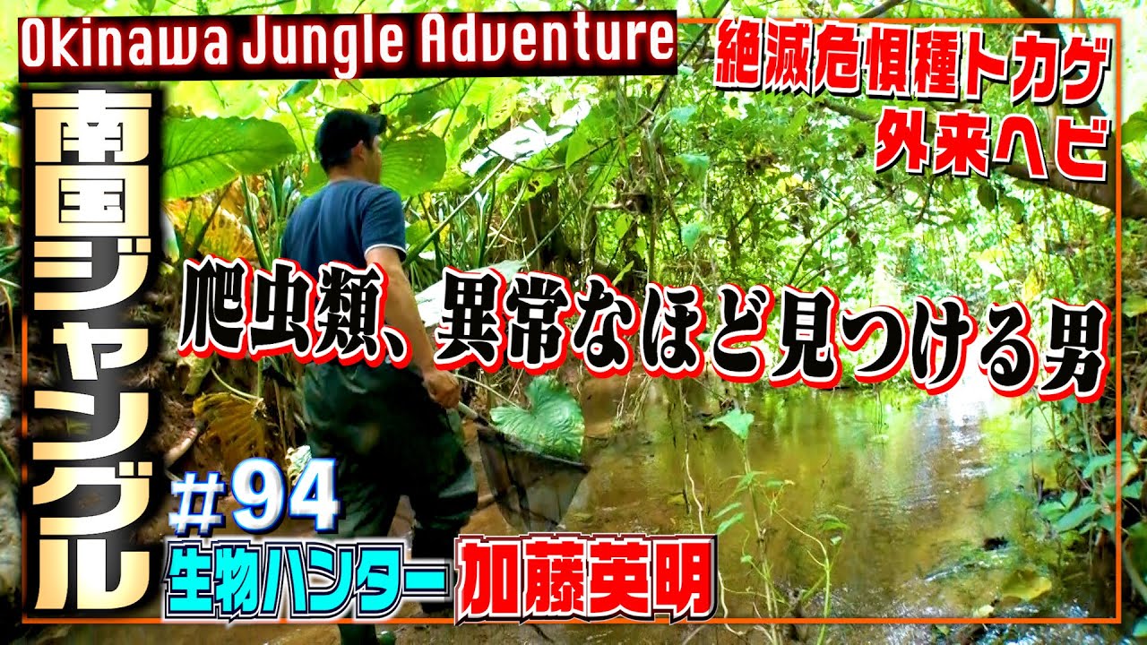 爬虫類、異常なほど見つける男。絶滅危惧種トカゲ・毒蛇・外来ヘビetc≫生物ハンター加藤英明・Japan wild hunter survey Reptile.