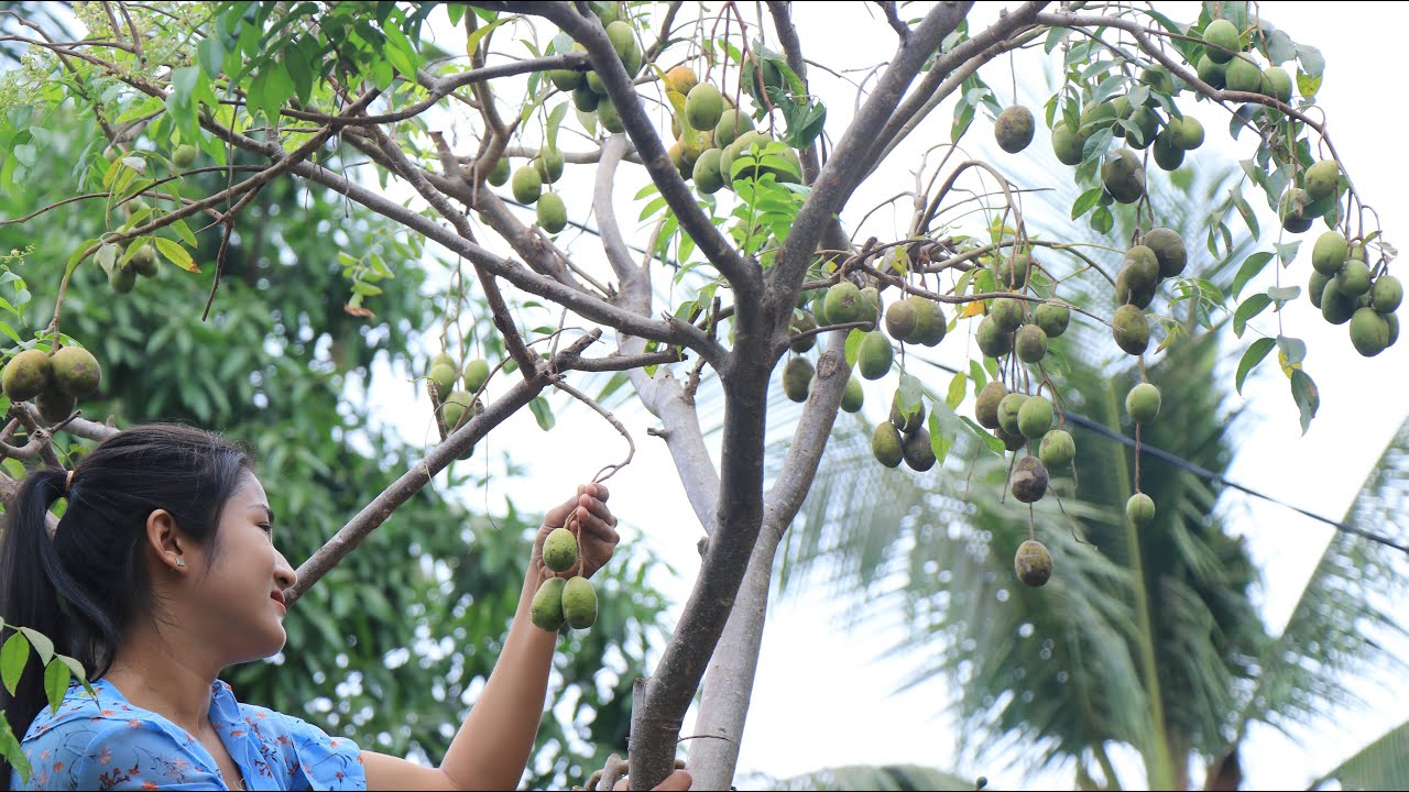 Harvest June Plum Fruits - Yummy June Plum Fruits Recipe - Prepare By Countryside Life TV.