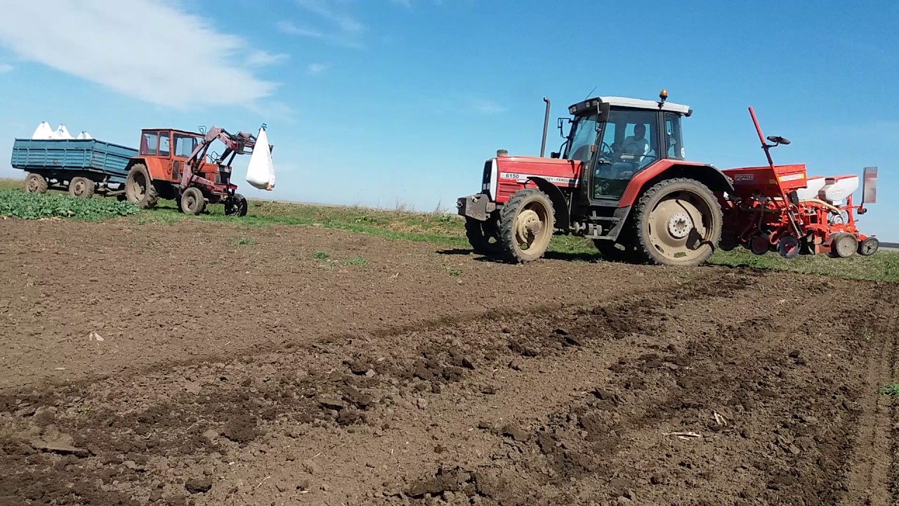 Semănat Floarea-Soarelui Gaspardo MTR 6 + Messey Ferguson