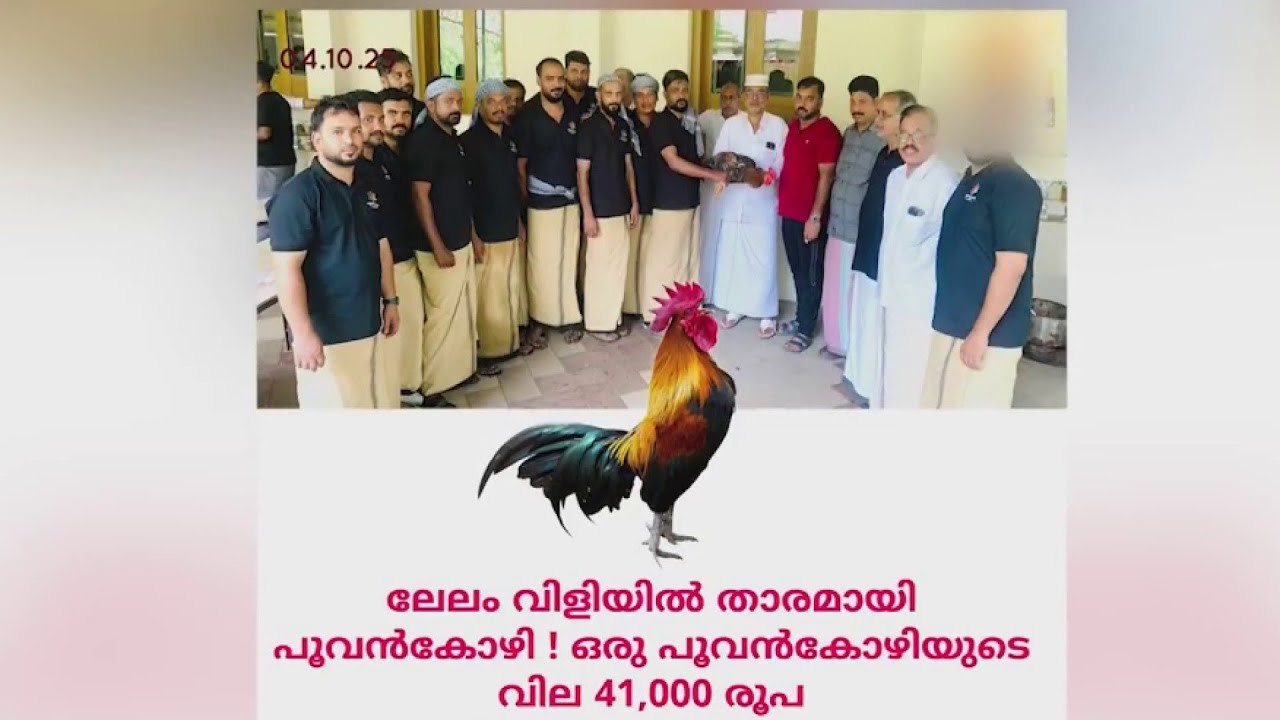 ഈ കോഴി ചില്ലറക്കാരനല്ല; ലേലത്തിൽ പോയത് 41,000 രൂപയ്ക്ക്!