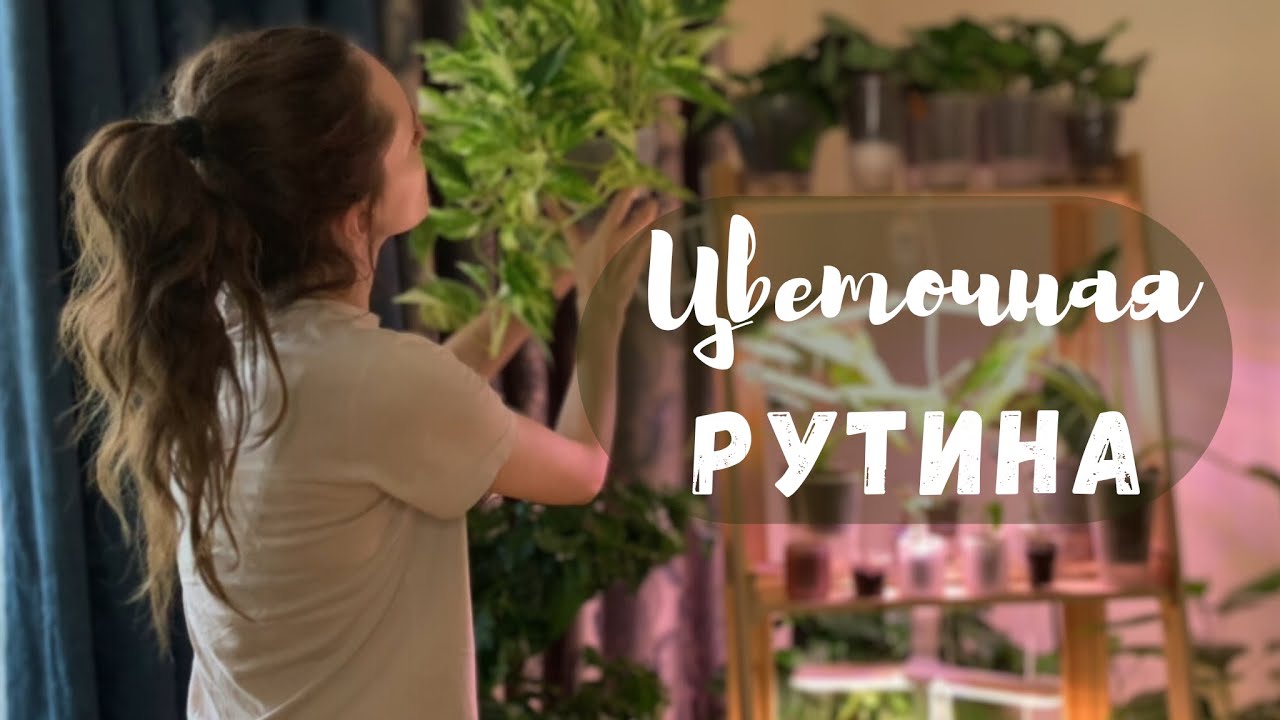 SUB Тихий день с растениями и кошкой