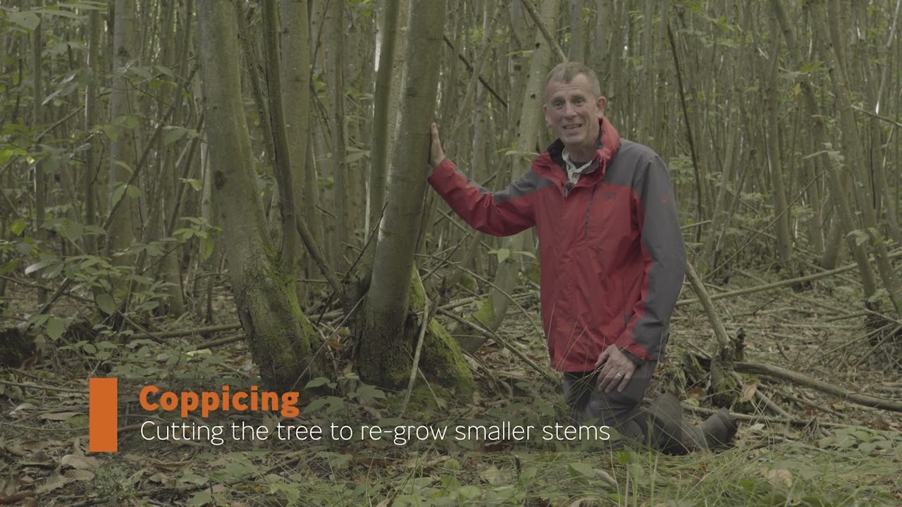 Forestry for Non-Foresters: Silviculture