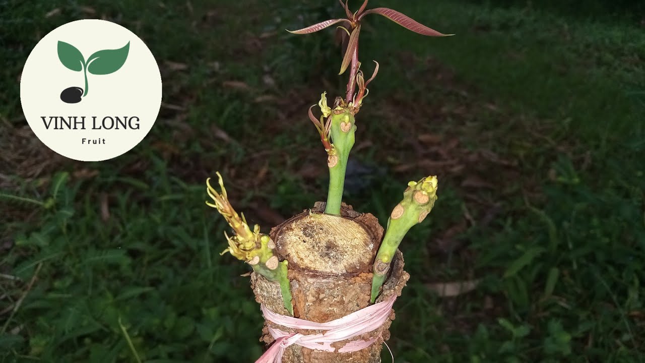 Cách cấy ba cành vào một gốc cây xoài